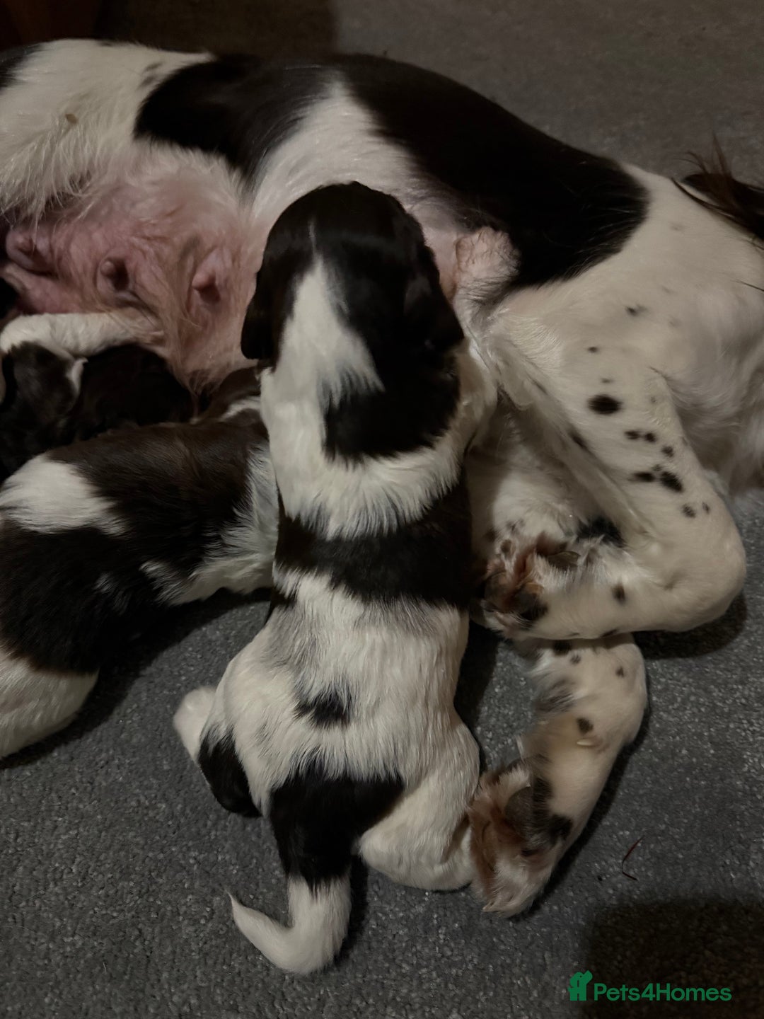 Sprocker dogs for sale: Exceptional F1B Sprocker puppy-male  - Advert 24