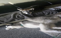 Siberian Husky dogs for sale: Luna - 6 Month Old Female Husky - Image 5