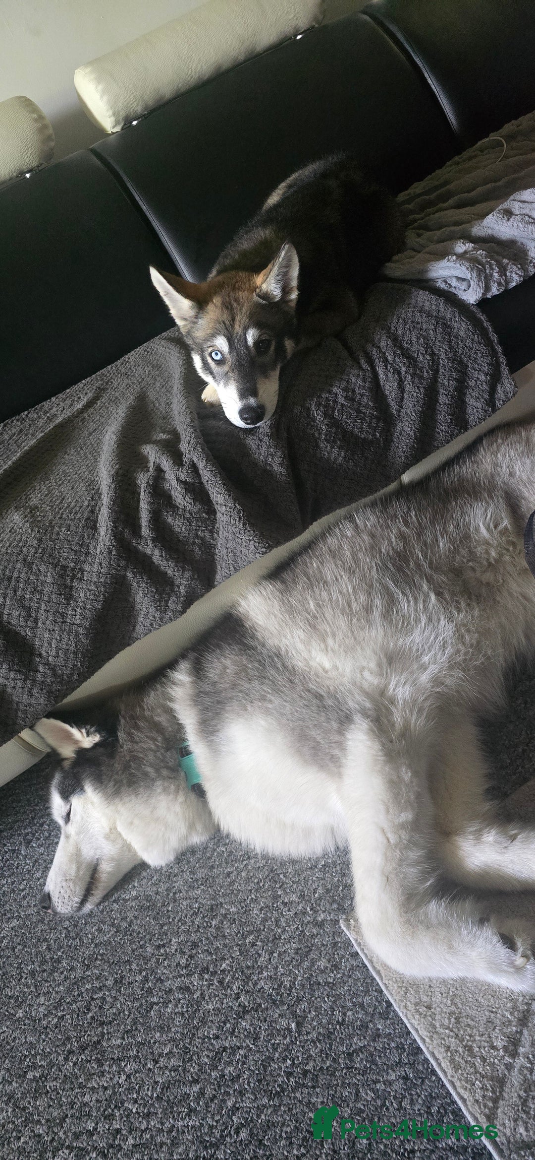 Siberian Husky dogs for sale: Luna - 6 Month Old Female Husky - Image 5