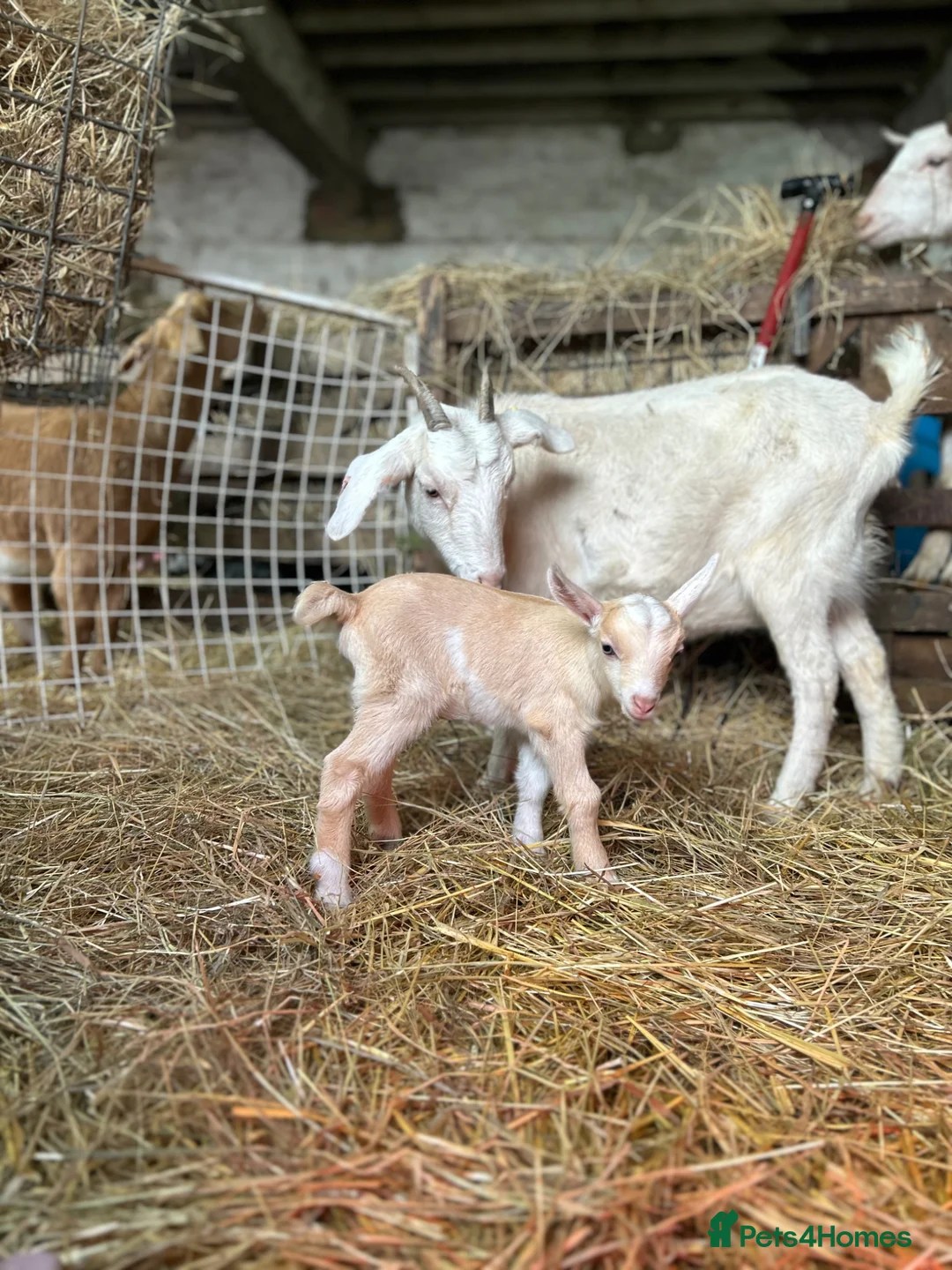 Goats livestock for sale: Pygmy x dairy  - Advert 9