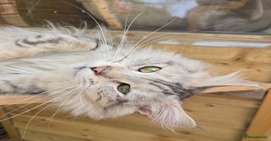 Maine Coon cats - Advert 15