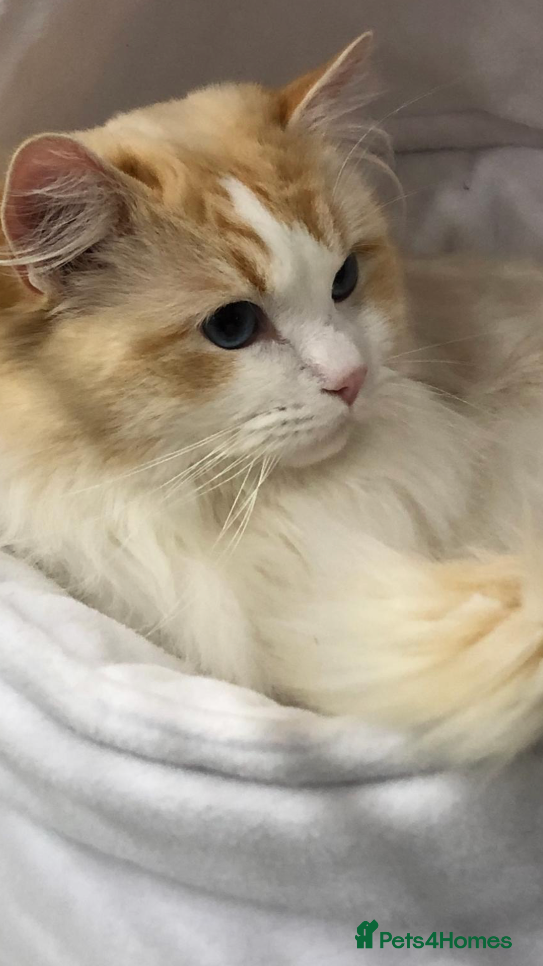 Ragdoll cats for stud: FOR STUD GCCF reg Active Grand Champion for stud in Doncaster - Advert 2