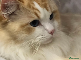 Ragdoll cats FOR STUD GCCF reg Active Grand Champion for stud in Doncaster - Advert 10