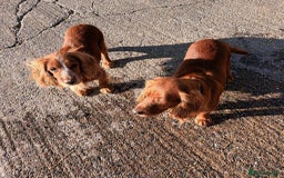 Cocker Spaniel dogs for sale: LOOKING FOR A NEW LOVING HOME - Advert 3