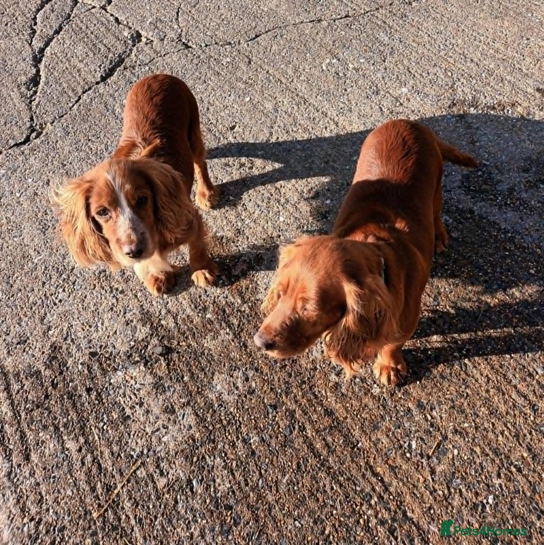 Cocker Spaniel dogs for sale: LOOKING FOR A NEW LOVING HOME - Advert 3