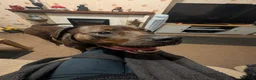 Mixed Breed dogs for sale: 4yo female Bullweiler for rehoming  - Advert 7