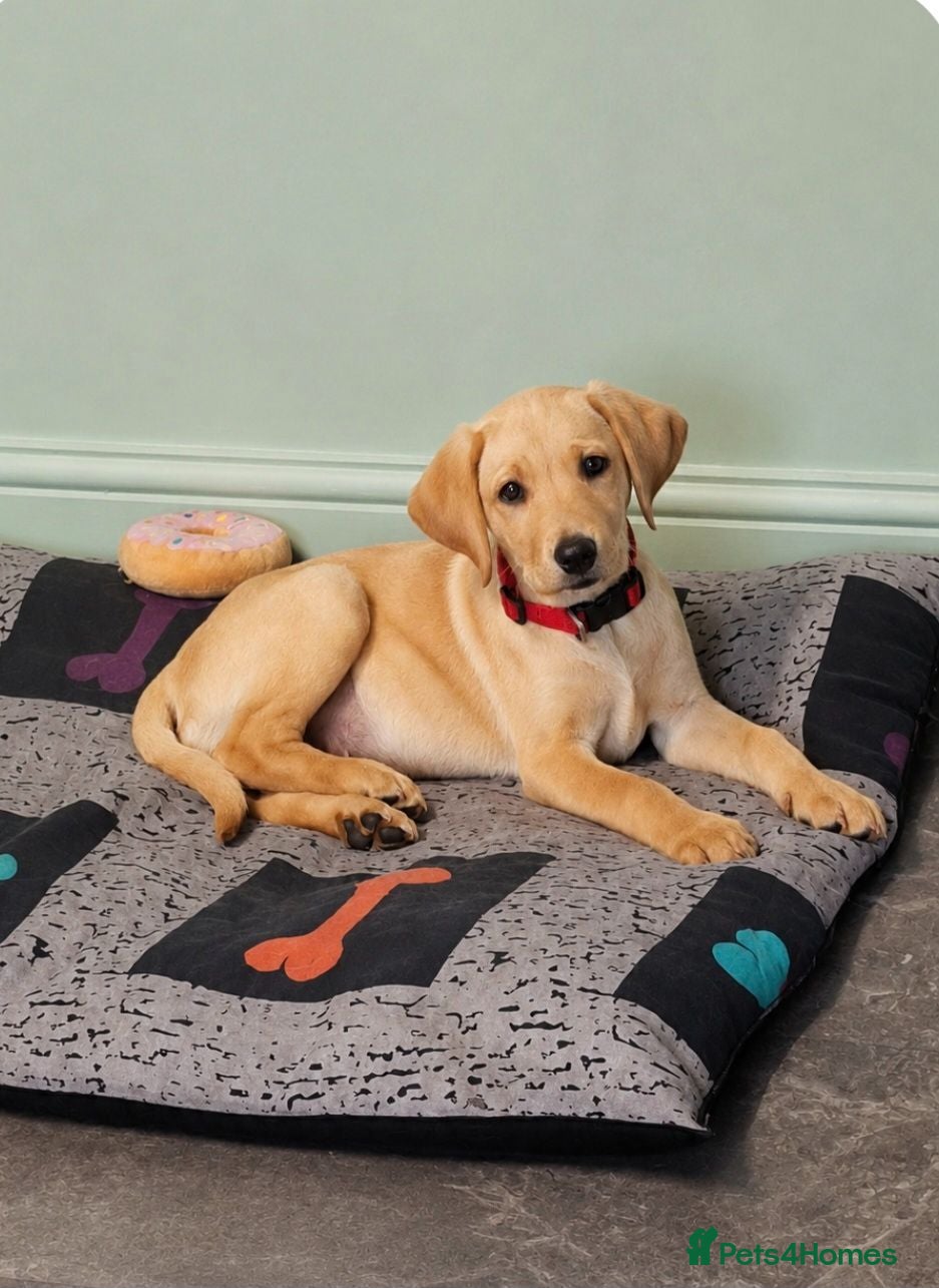 Labrador Retriever dogs 1 Beautiful female labrador puppy ready to leave - Advert 1