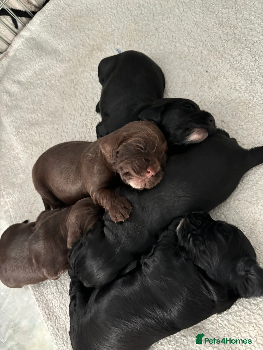 Cocker Spaniel dogs for stud: Proven Beautiful cocker stud available ❤️ in Barnsley - Advert 14