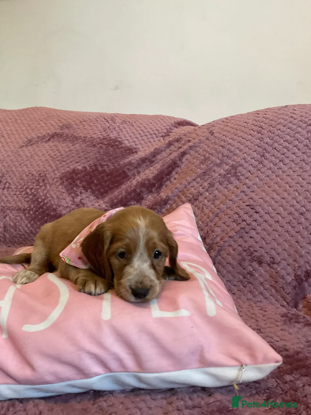 Cockapoo dogs for sale: 8 COCKAPOO PUPPIES 6 GIRLS 2 BOYS READY NOW - Advert 5