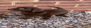 Labrador Retriever 2