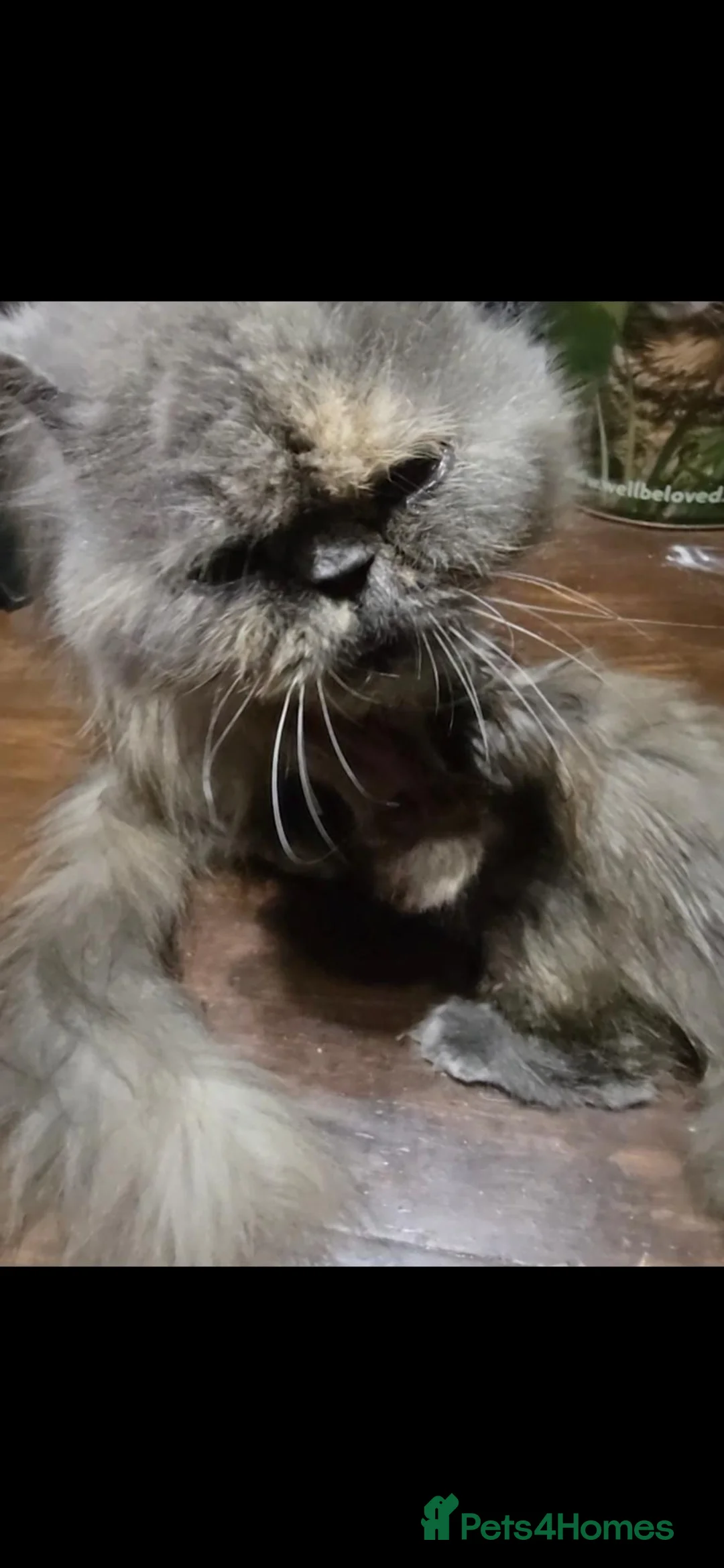 Persian cats for sale: Stunning GCCF Reg Persian Kittens–Champion Lines  - Advert 7