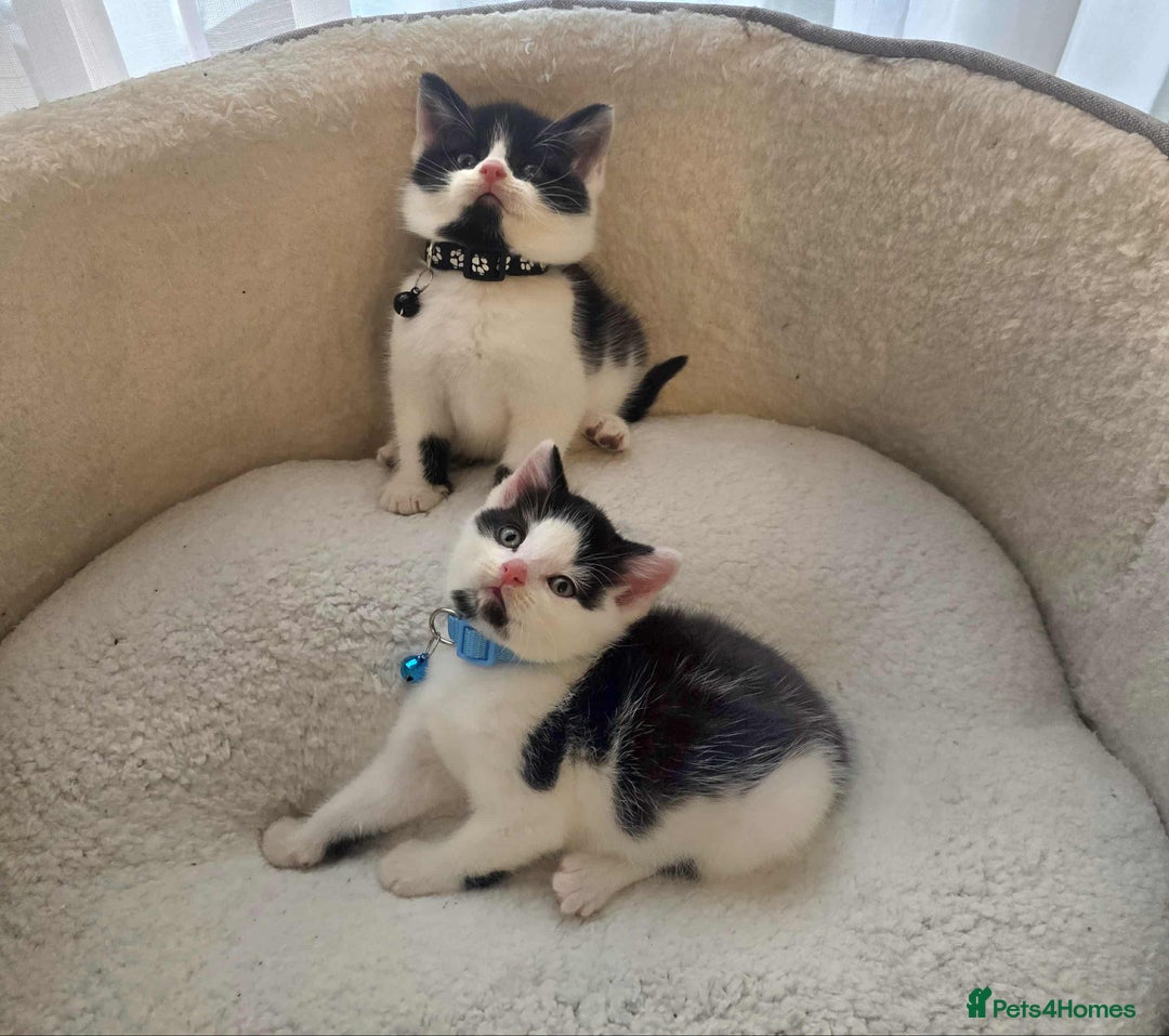 Mixed Breed cats for sale: Adorable kittens mixed breed - Image 6