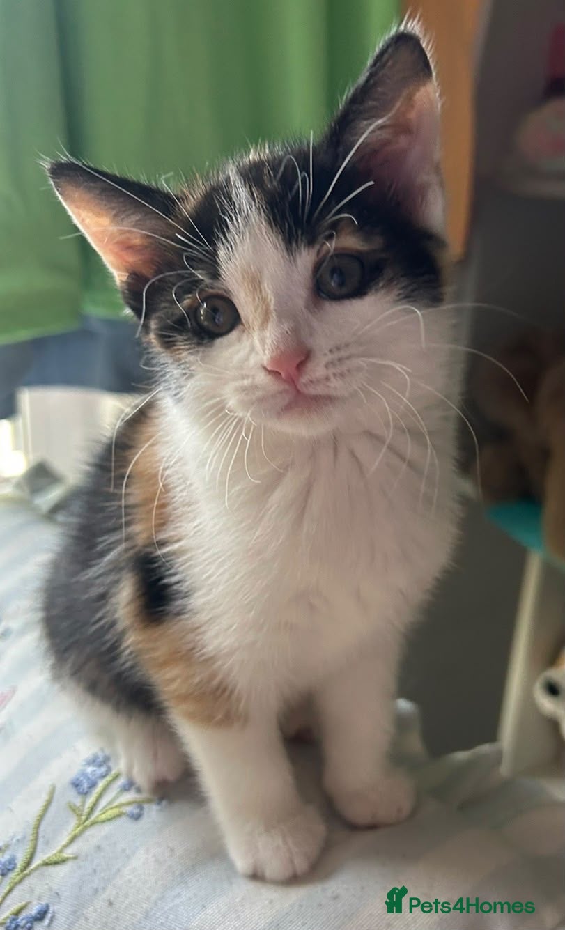 Mixed Breed cats Beautiful friendly home reared kittens , ready now - Advert 17