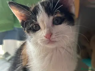 Mixed Breed cats Beautiful friendly home reared kittens , ready now - Advert 17