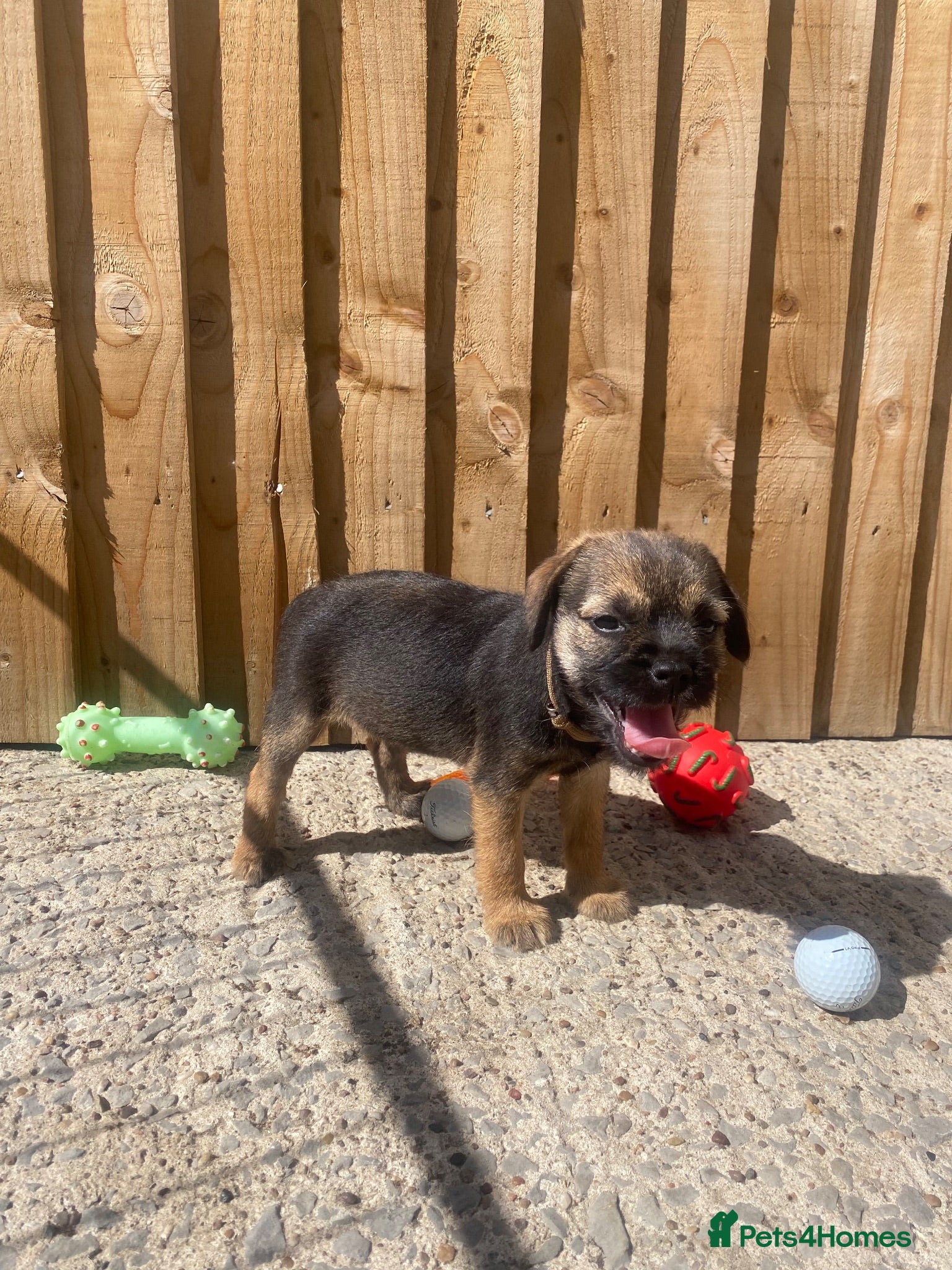 Border Terrier dogs ⭐️ KC BORDER TERRIERS, READY TO LEAVE NOW - Advert 2