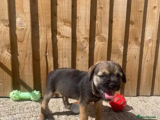 Border Terrier dogs ⭐️ KC BORDER TERRIERS, READY TO LEAVE NOW - Advert 2