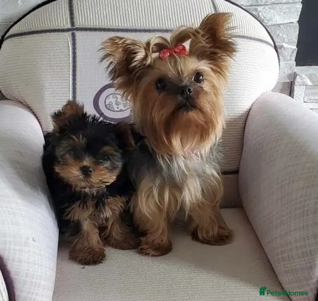 Yorkshire Terrier dogs for sale: Friendly Yorkshire Terrier puppies in Plymouth - Advert 2