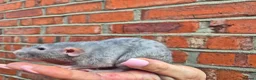 Rat rodents for sale: Various dumbo rats  - Advert 6