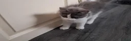 Ragcoon cats for sale: REDUCED!!!! Bouncing beauties ready to go  - Advert 5
