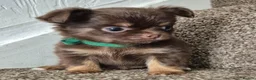 Chihuahua dogs for sale: Long coat KC puppies  - Advert 14