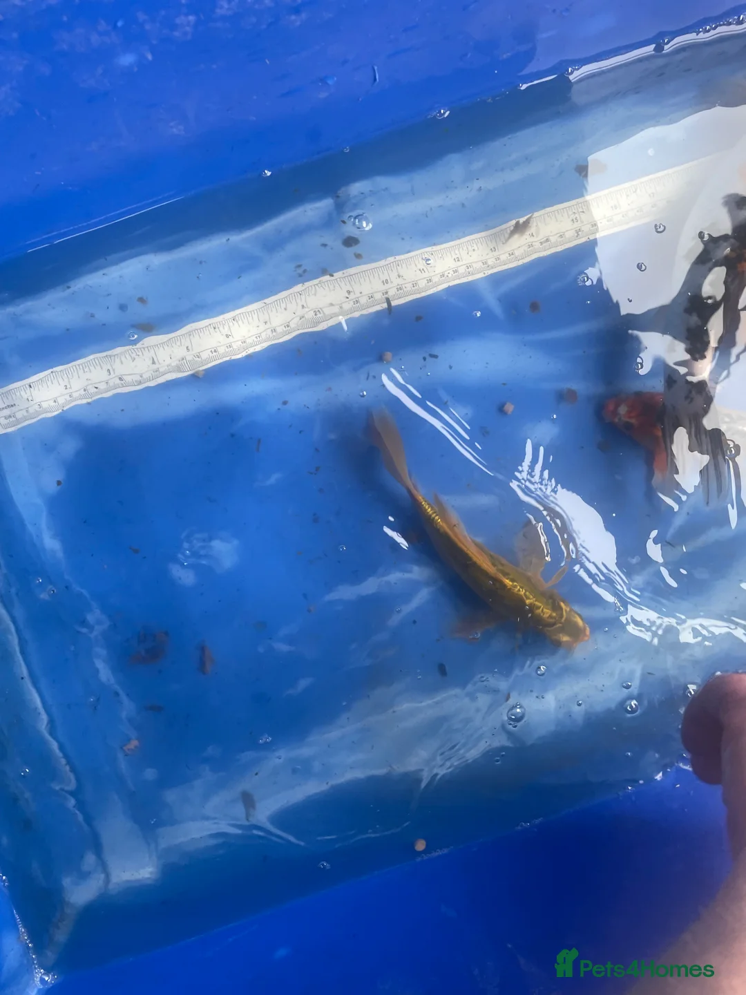 Koi Carp fish for sale: Koi carp and butterfly koi  - Advert 24