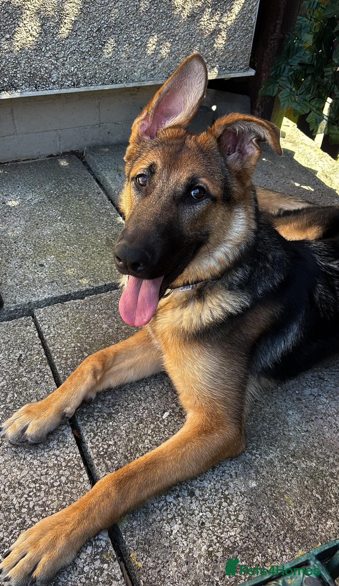 German Shepherd dogs for sale: Gorgeous 11 month's boy looking for his ideal home - Advert 3