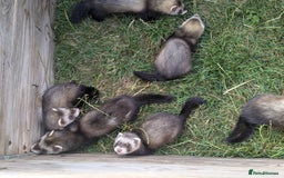 Ferret rodents for sale: Bady ferrets  - Image 2