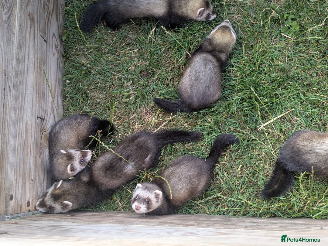 Ferret rodents for sale: Bady ferrets  - Image 2