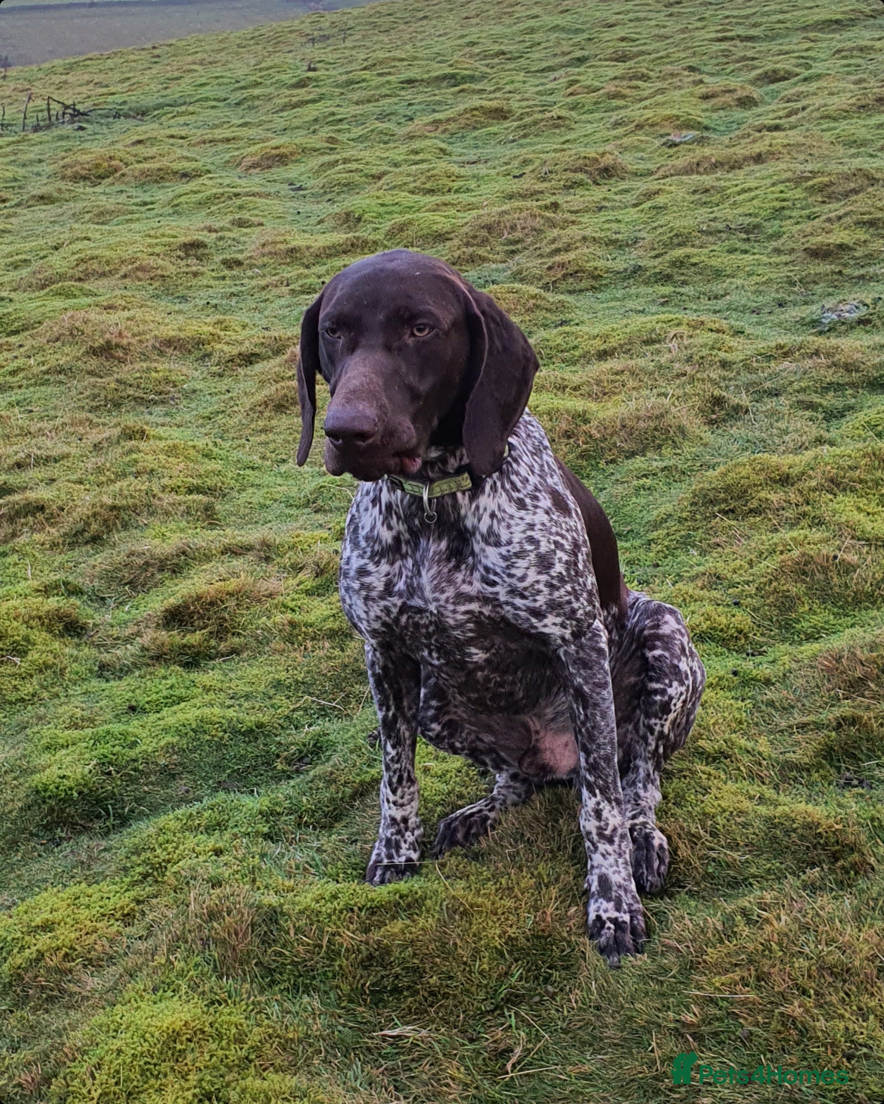 German Shorthaired Pointer dogs GSP STUD DOG...AMAZING WORKER AND PET in Durham - Advert 1