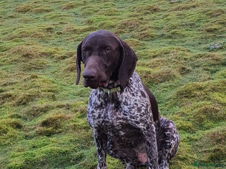 German Shorthaired Pointer dogs in Durham - Advert 27