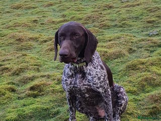 German Shorthaired Pointer dogs GSP STUD DOG...AMAZING WORKER AND PET in Durham - Advert 22
