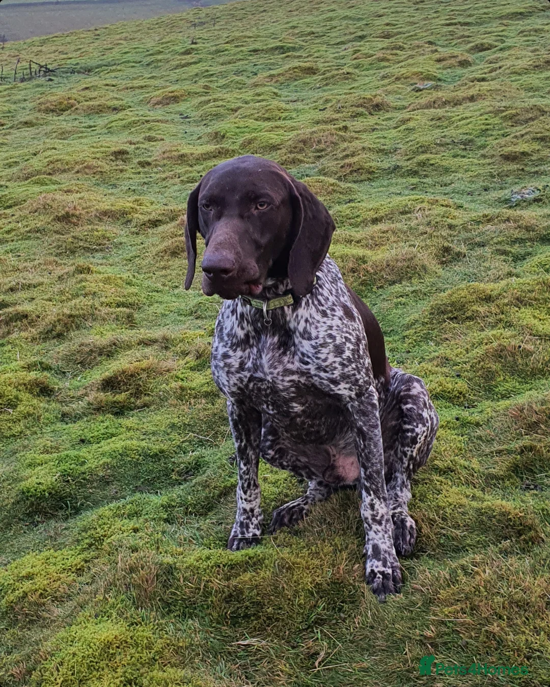 German Shorthaired Pointer dogs for stud: GSP STUD DOG...AMAZING WORKER AND PET in Durham - Advert 1