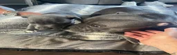 Staffordshire Bull Terrier dogs for sale: Beautiful Female Blue Staffordshire Bull Terrier  in Havant - Advert 3