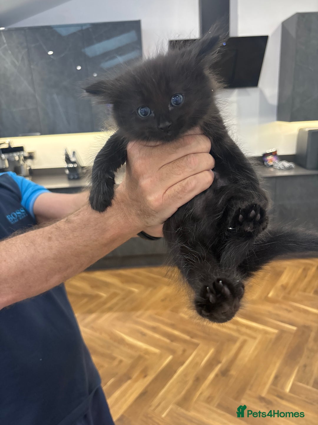 Ragdoll cats for sale: Ragdoll mix Bombay  - Image 14
