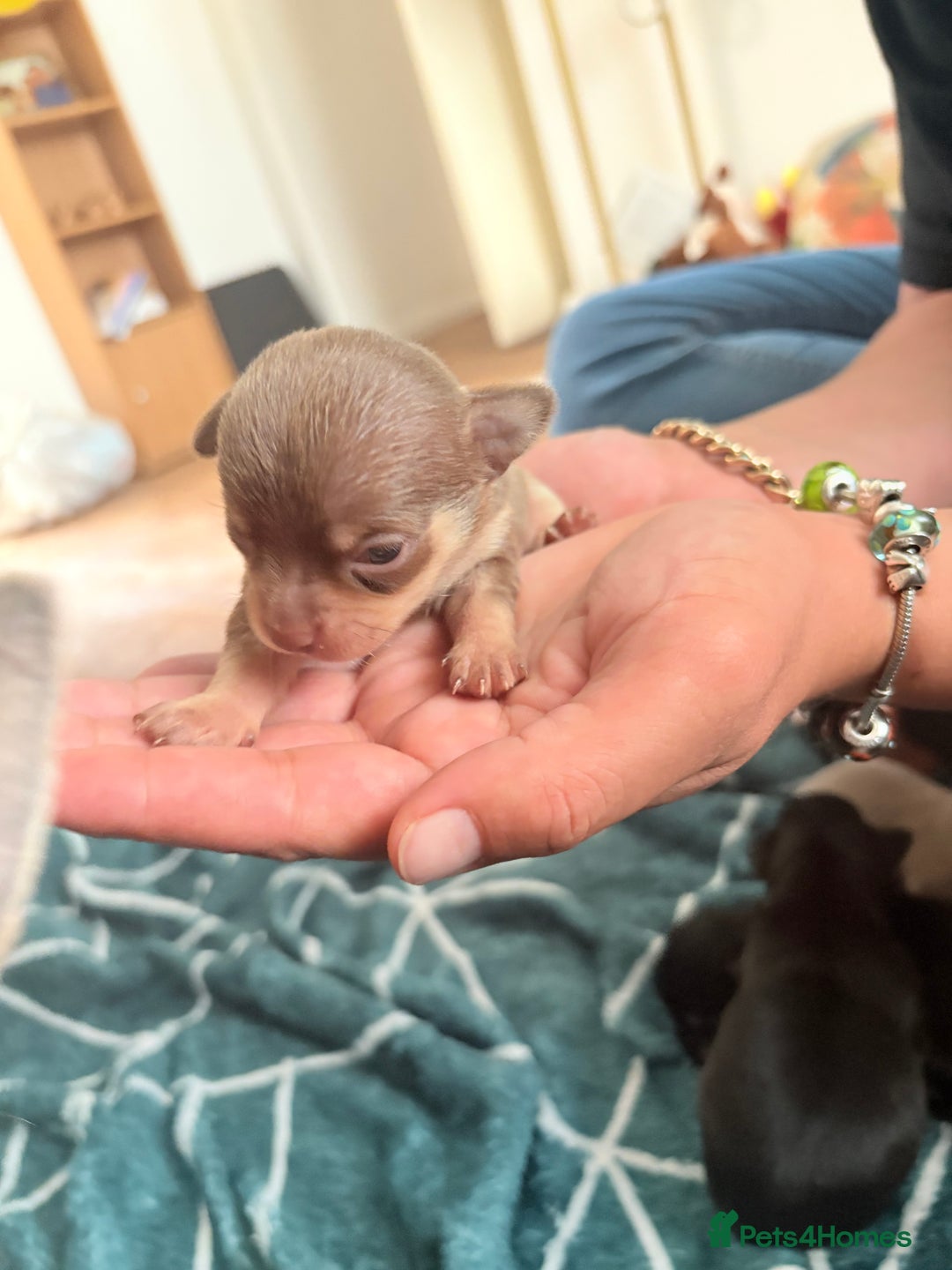 Chihuahua dogs for sale: 3 gorgeous boys  - Image 9
