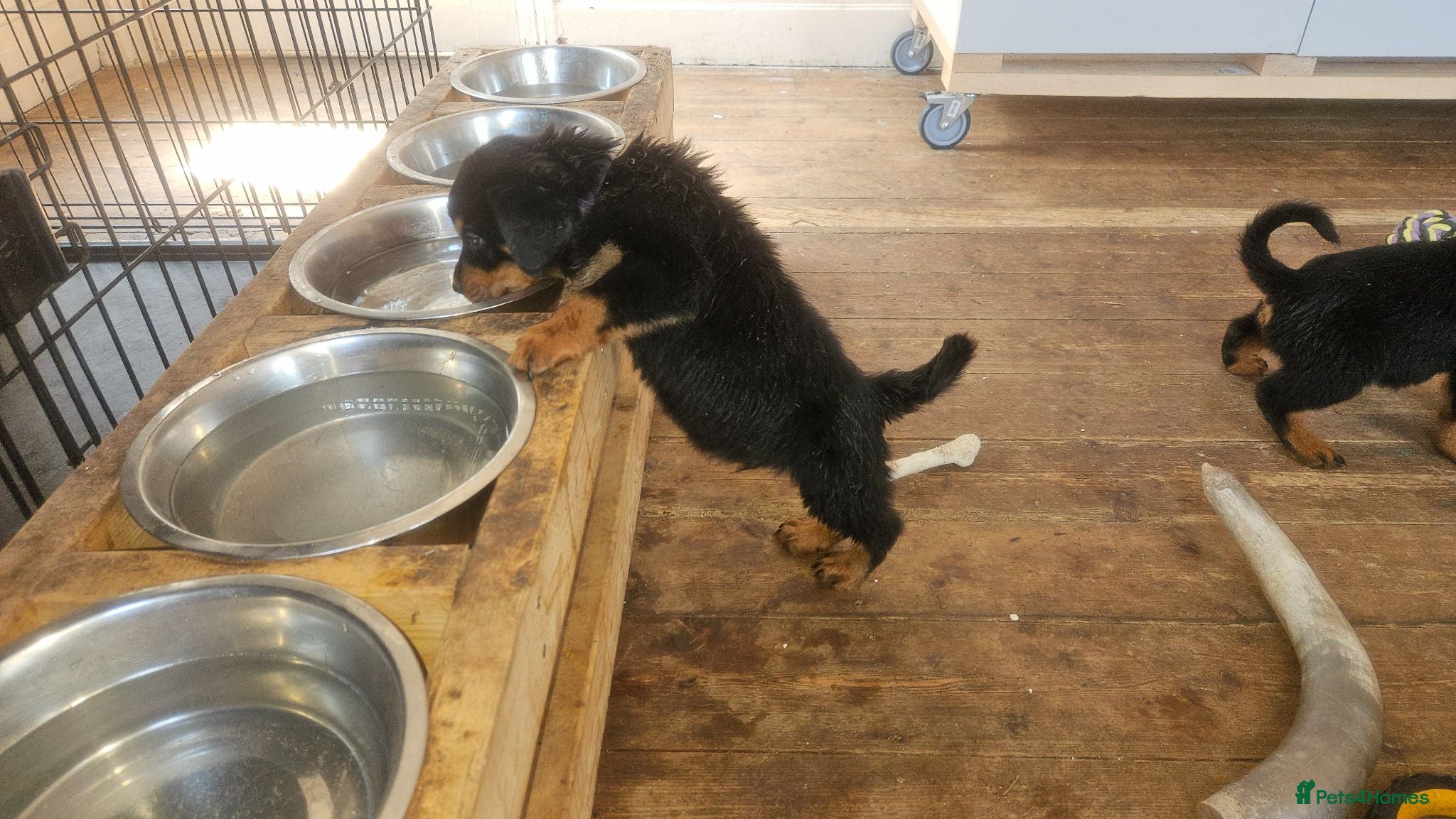 Rottweiler dogs Gorgeous rottweiler pups - Advert 2