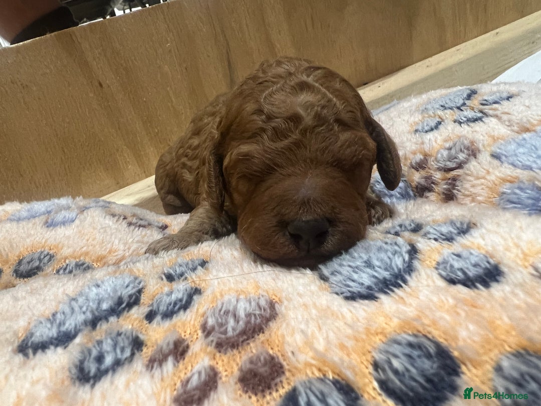 Cockapoo dogs for sale: Beautiful cockerpoo puppies  - Image 22