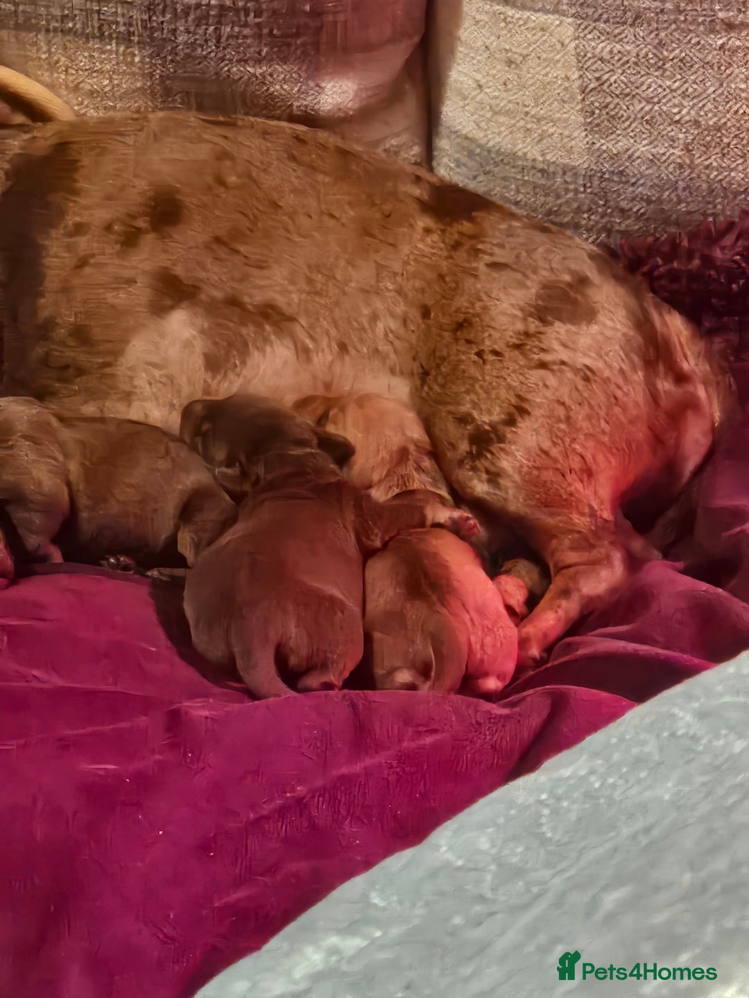 Mixed Breed dogs for sale: Beautiful fur baby - Advert 4