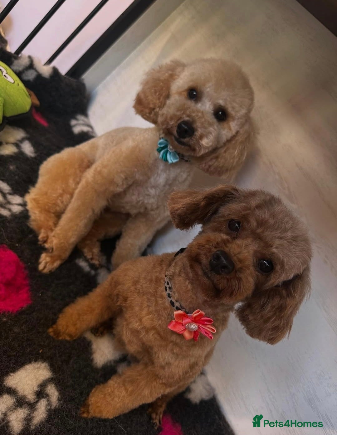 Toy Poodle dogs for stud: Male toy poodle - Image 3