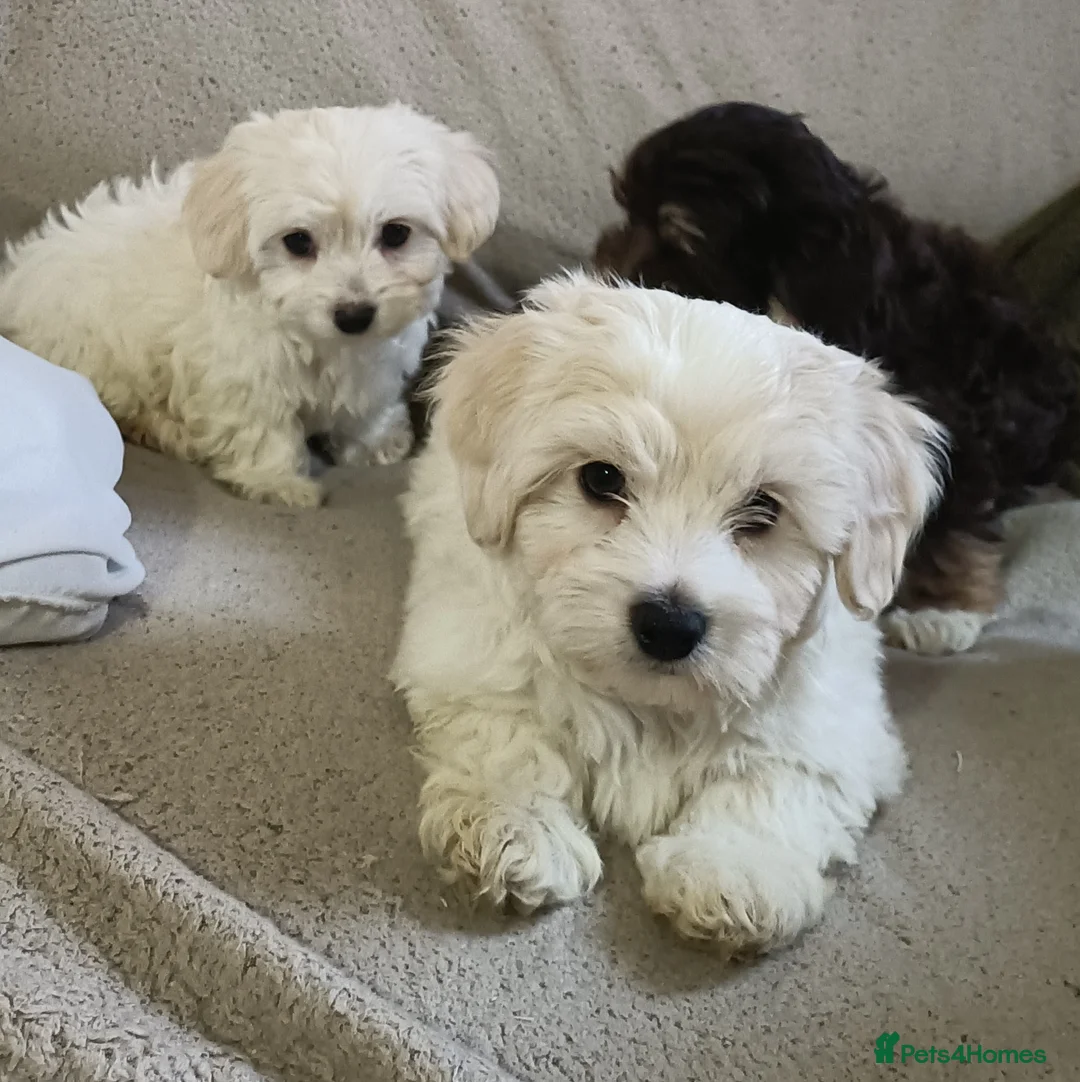 Maltipoo dogs for sale: Beautiful Maltipoo puppies - Advert 1