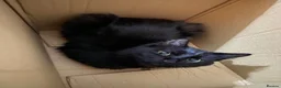 RagaMuffin cats for sale: Bear  in Manchester - Advert 3
