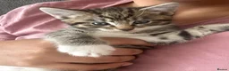 British Shorthair cats for sale: Kitten  - Advert 5
