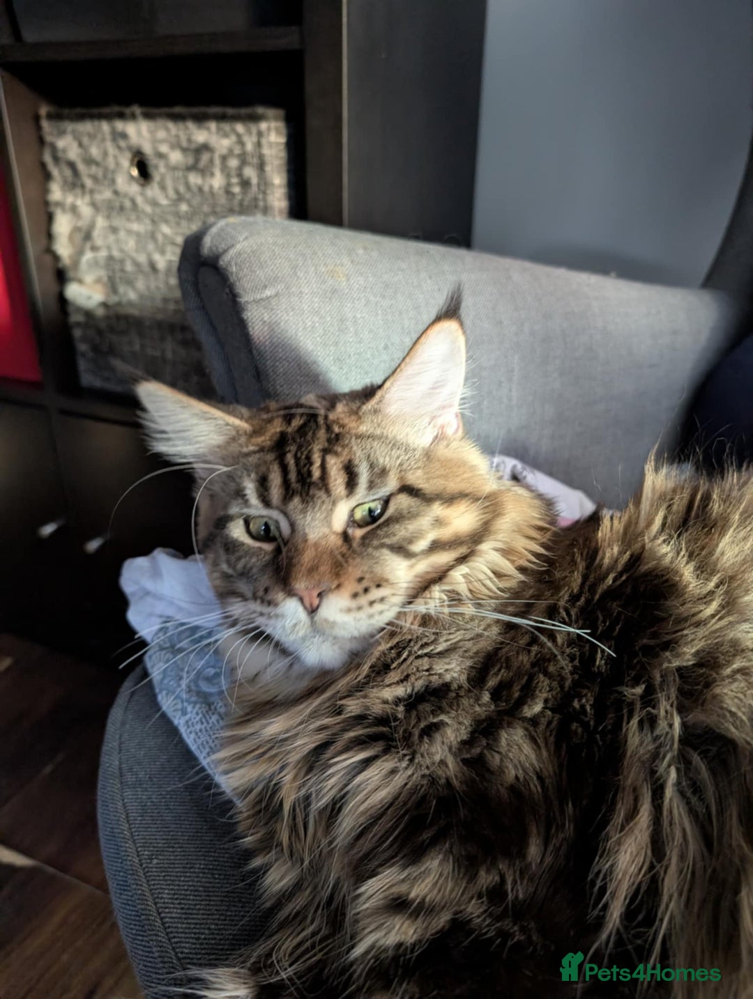 Maine Coon cats for sale: Active Maine Coon Tabby Boy Available  - Advert 10