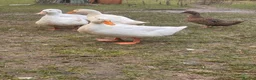 Mixed Breed poultry for sale: Large mixed breed ducklings  - Advert 4