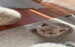 British Shorthair cats for sale: Beautiful British Shorthair Kittens - Advert 2