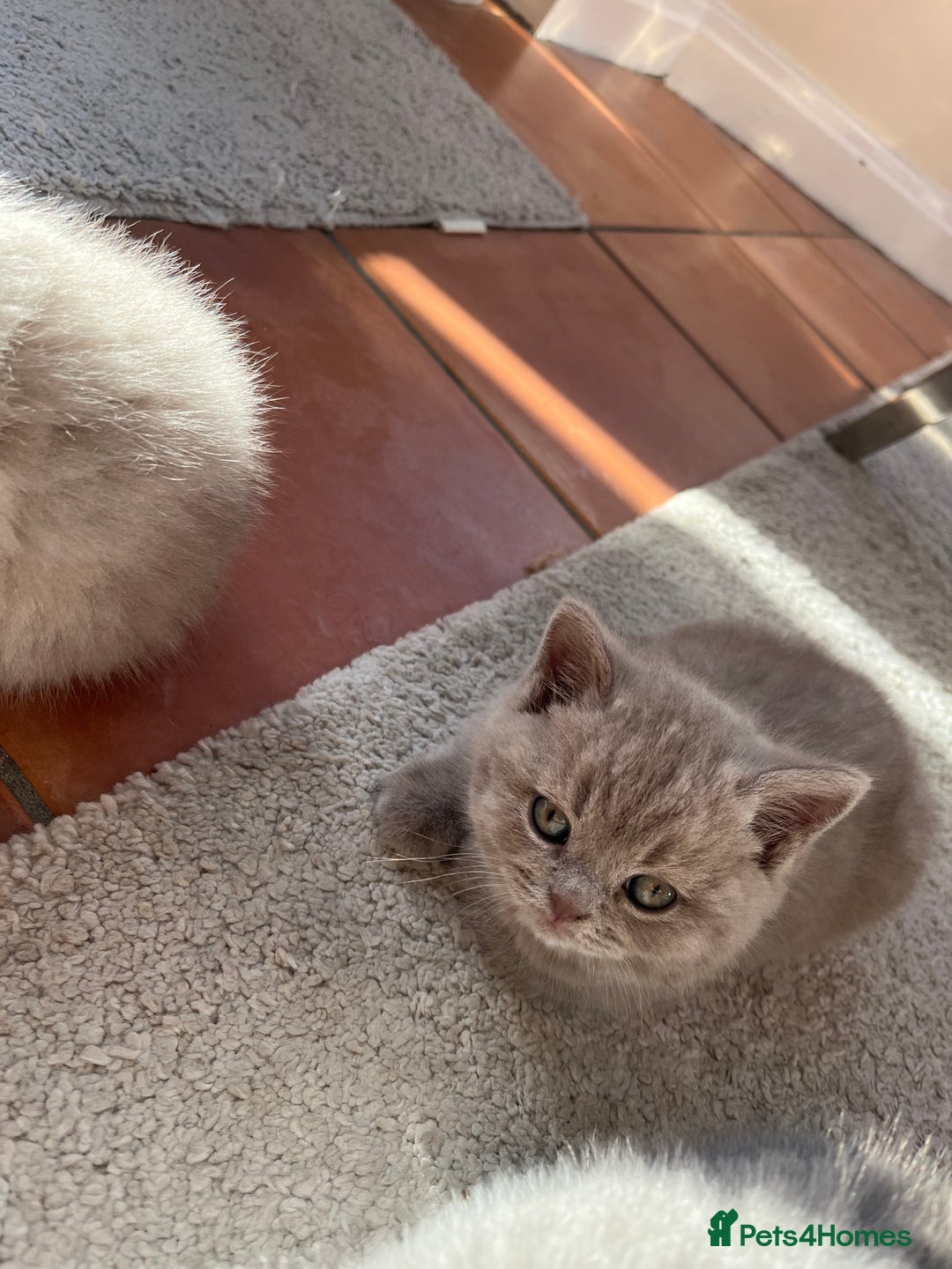 British Shorthair cats for sale: Beautiful British Shorthair Kittens - Advert 2