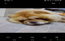 Chow Chow dogs for stud: Chowmazing  - Image 28