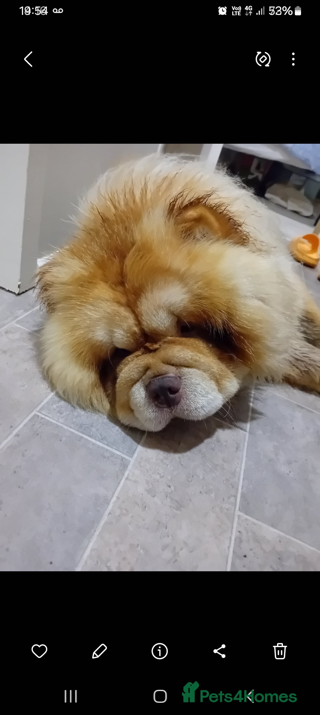 Chow Chow dogs for stud: Chowmazing  - Image 28