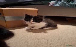 Mixed Breed cats for sale: seven funny kittens - Image 39