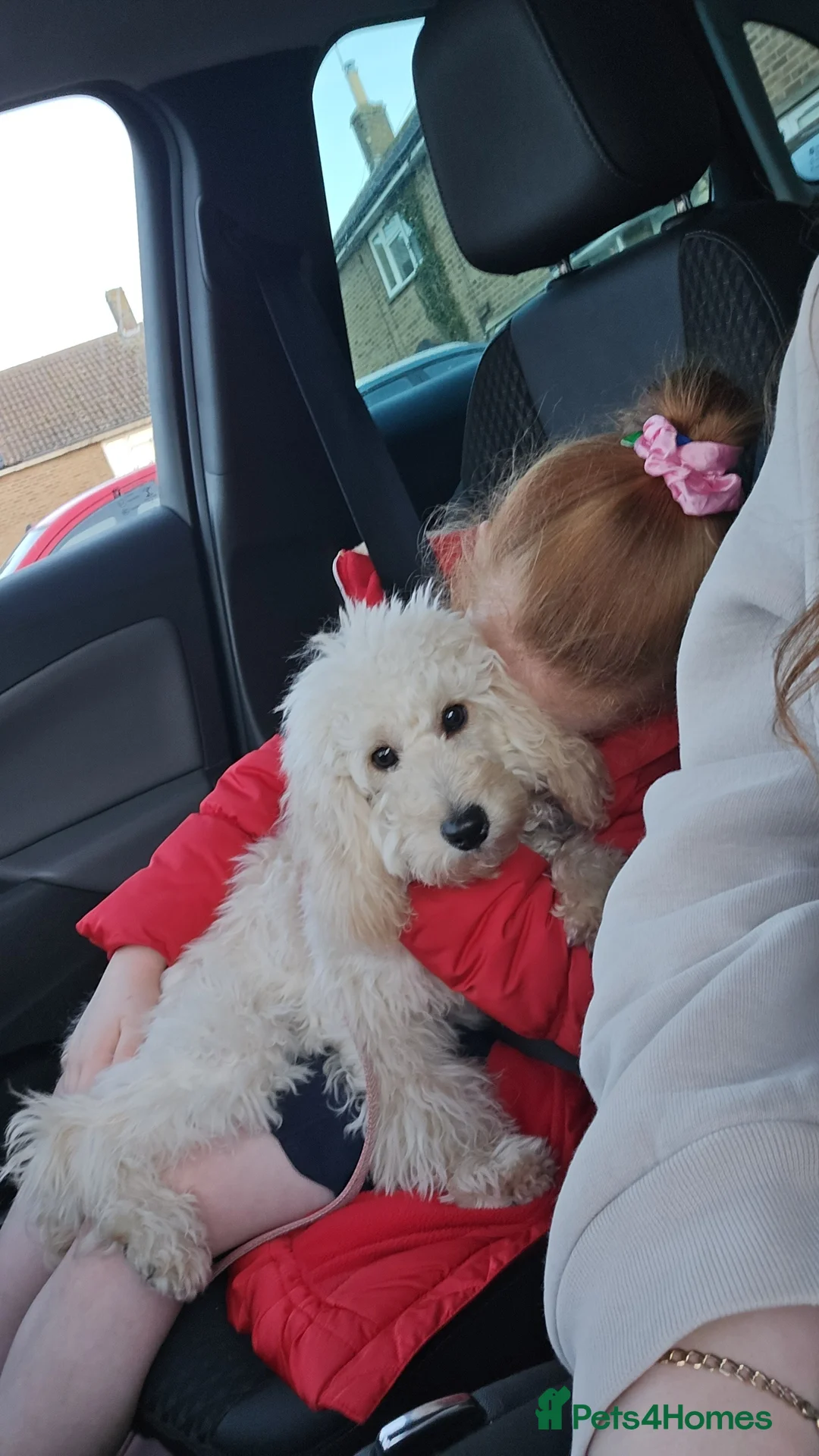 Cockapoo dogs for sale: Cockapoo rehome in Stamford - Advert 3